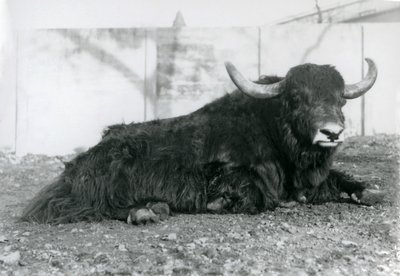 Ein männlicher Yak liegt in seinem Gehege im Londoner Zoo im August 1928 von Frederick William Bond