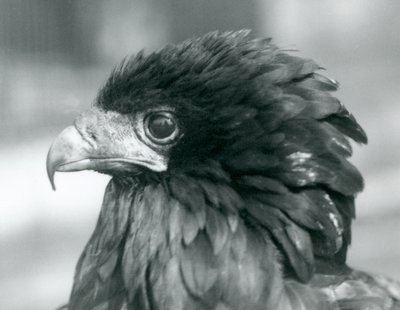 Ein fast bedrohter Gaukleradler im Londoner Zoo, 1927 von Frederick William Bond