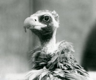 Ein fast bedrohter Eurasischer Mönchsgeier im Londoner Zoo, Juli 1926 von Frederick William Bond