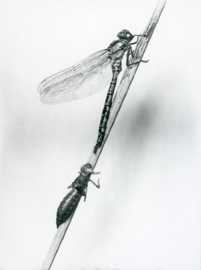 Eine neu geschlüpfte Goldringlibelle ruht auf einem Schilfrohr über ihrer leeren Larvenhülle, London Zoo, 1925 von Frederick William Bond