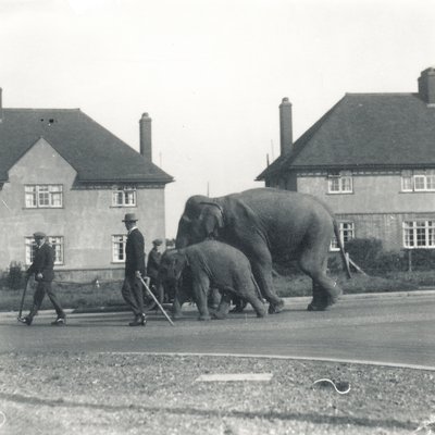 Ein Paar indische Elefanten, die von Tilbury nach ZSL Whipsnade gehen von Frederick William Bond