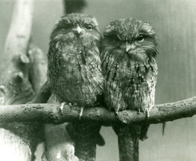 Ein Paar Eulenschwalme sitzt auf einem Ast im Londoner Zoo, 1924 von Frederick William Bond