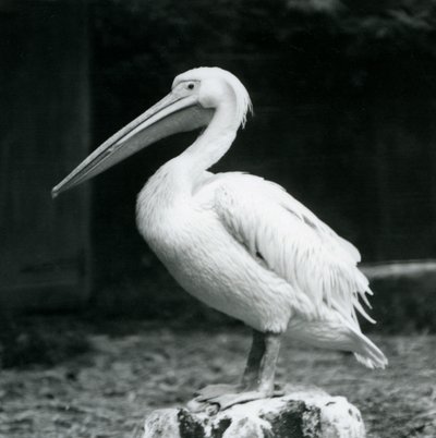 Ein Pelikan auf einem Baumstumpf im Londoner Zoo im September 1925 von Frederick William Bond