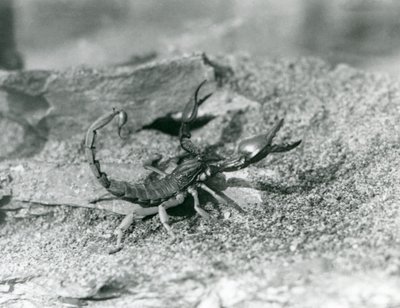 Ein Skorpion im Londoner Zoo, 1929 (s/w Foto) von Frederick William Bond