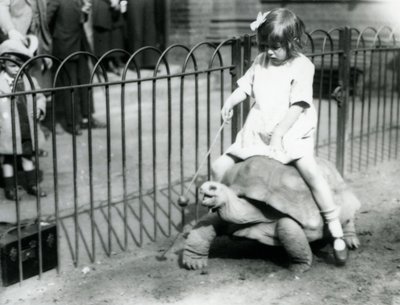 Ein kleines Mädchen, Betty, hält einen Stock mit einem Apfel, um die Riesenschildkröte zu führen, auf der sie reitet, Londoner Zoo, 1924 von Frederick William Bond