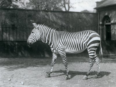Ein gefährdetes Hartmann-Zebra steht in seinem Gehege im London Zoo von Frederick William Bond