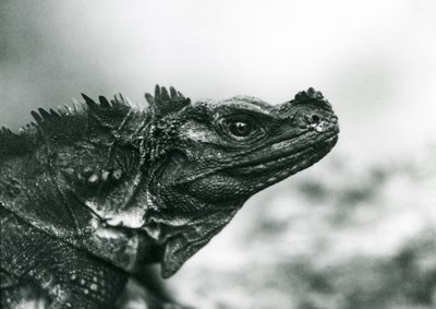 Ein gefährdeter Segelflossenleguan im Londoner Zoo 1928 von Frederick William Bond
