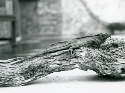 Ein gefährdeter Segelflossenleguan ruht auf einem Baumstamm im Londoner Zoo 1928 von Frederick William Bond