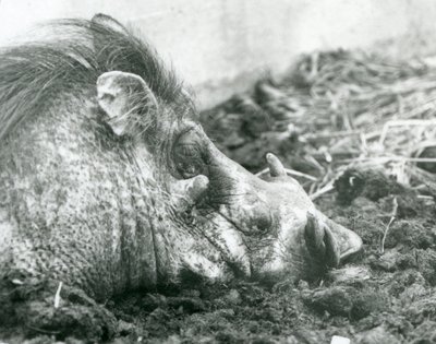 Ein Warzenschwein im Schlamm im Londoner Zoo, 1927 von Frederick William Bond
