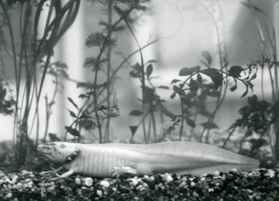 Ein weißer Axolotl/Mexikanischer Salamander, der auf Kies auf dem Boden eines Tanks im Londoner Zoo im Jahr 1928 ruht von Frederick William Bond