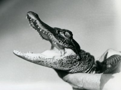 Ein junger Alligator, der um den Hals seines Pflegers gehalten wird, London Zoo, August 1928 (s/w Foto) von Frederick William Bond