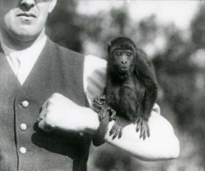 Ein junger Schwarzer Brüllaffe sitzt auf dem Arm eines Mannes mit seinem Greifschwanz um dessen Handgelenk gewickelt, Londoner Zoo, 1923 von Frederick William Bond