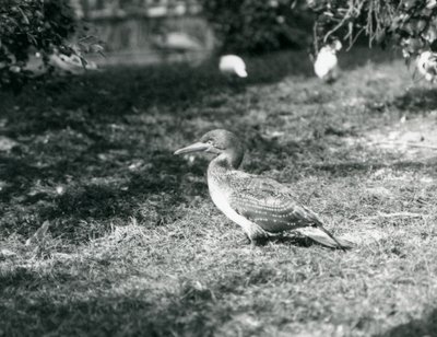 Ein junger Basstölpel steht auf Gras im Londoner Zoo, September 1927 von Frederick William Bond