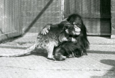 Ein junger Orang-Utan umarmt ein Baumkänguru im London Zoo im Jahr 1927 (s/w Foto) von Frederick William Bond