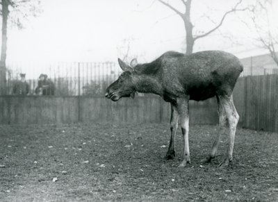 Ein junger Elch/Bullelch mit Wunden von kürzlich abgeworfenen Geweihen, steht in seinem Gehege im London Zoo (s/w Foto) von Frederick William Bond