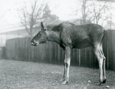 Ein junger Elchbulle mit Wunden von kürzlich abgeworfenen Geweihen steht in seinem Gehege im Londoner Zoo von Frederick William Bond