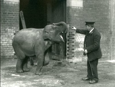Ein junger weiblicher indischer Elefant mit Wärter H. Robertson, London Zoo, 22. Februar 1922 von Frederick William Bond