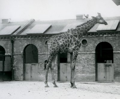 Ein junger männlicher Giraffe steht in seinem Gehege vor dem Giraffenhaus, London Zoo von Frederick William Bond