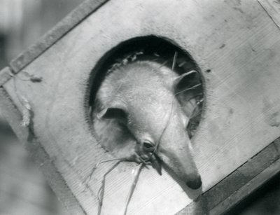 Ein junger Tamandua, der aus seiner Nistbox schaut, Londoner Zoo, April 1925 von Frederick William Bond
