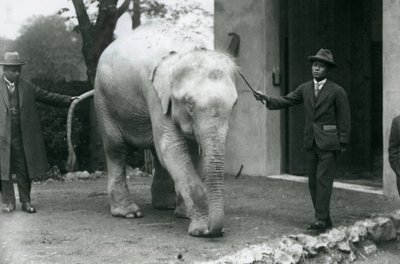 Albino-Weißer Burmesischer Elefant Pawah mit Begleitern einschließlich Dr. Saw Po Min, Londoner Zoo, Mai 1926 von Frederick William Bond