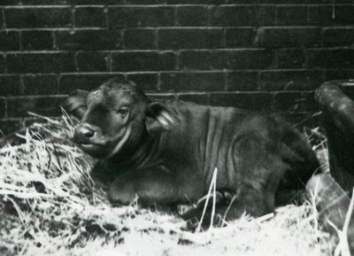 Ein Afrikanisches Büffelkalb, geboren in der Menagerie am 8. Februar 1927, liegend im Stroh, Londoner Zoo, Februar 1927 von Frederick William Bond