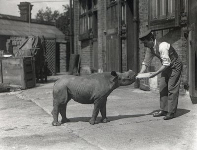 Ein afrikanisches Nashorn, Kathlene, und Wärter Harry Warryck im ZSL London Zoo, September 1928 von Frederick William Bond