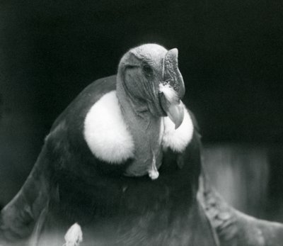 Ein Andenkondor im Londoner Zoo im Jahr 1926 von Frederick William Bond