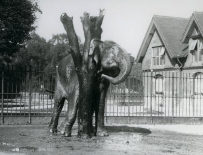 Ein asiatischer Elefant, der sich hinter dem Ohr am Kratzpfosten kratzt, in seinem Gehege, Londoner Zoo von Frederick William Bond