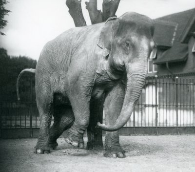 Ein asiatischer Elefant, der sich an einem toten Baum kratzt, Londoner Zoo von Frederick William Bond