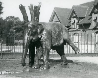 Ein asiatischer Elefant, der sich an einem toten Baum kratzt und auf drei Beinen balanciert, Londoner Zoo von Frederick William Bond