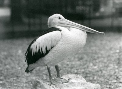 Ein australischer Pelikan auf einem Stein im Londoner Zoo, 1929 (s/w Foto) von Frederick William Bond