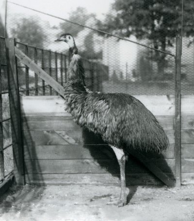 Ein Emu im Londoner Zoo, September 1927 von Frederick William Bond