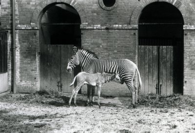 Ein gefährdeter Grevy-Zebra, stehend und ihr 4 Tage altes Fohlen fütternd, in ihrem Gehege im Londoner Zoo im August 1927 von Frederick William Bond