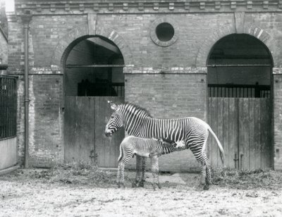 Eine gefährdete Grevy-Zebra-Stute füttert ihr Fohlen in ihrem Gehege im Londoner Zoo im Jahr 1927 von Frederick William Bond