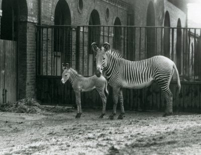 Ein gefährdeter Grevy-Zebra, stehend mit ihrem 4 Tage alten Fohlen, in ihrem Gehege im Londoner Zoo im August 1927 von Frederick William Bond
