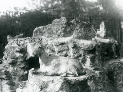 Ein Himalaya-Steinbock ruht auf einem Felsvorsprung im Londoner Zoo, August 1927 von Frederick William Bond