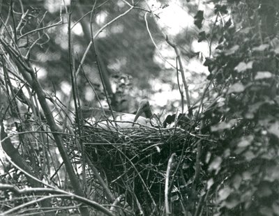 Ein Ibis sitzt auf seinem Nest im Londoner Zoo, 1924 von Frederick William Bond