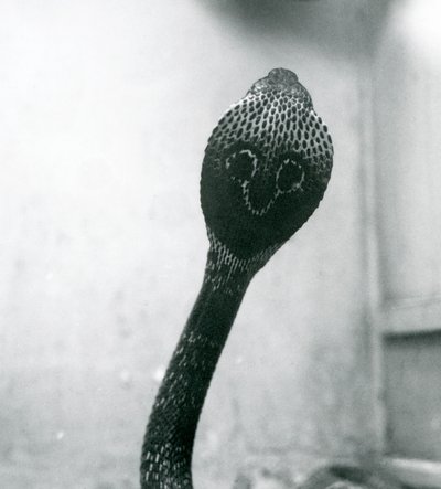 Eine indische Brillenschlange mit erhobenem Kopf und gespreizter Haube, Londoner Zoo, Oktober 1925 von Frederick William Bond
