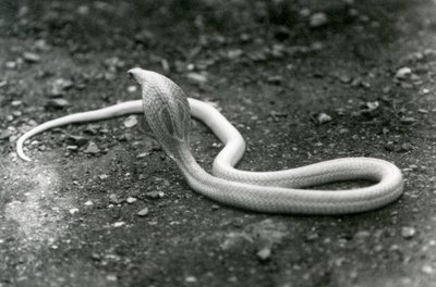 Eine Albino-Indische Brillenschlange mit erhobenem Kopf und gespreizter Haube, Londoner Zoo, September 1924 von Frederick William Bond