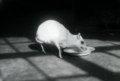 Ein Albino-Hirschferkel frisst aus einer Schale, Londoner Zoo, Dezember 1926 von Frederick William Bond