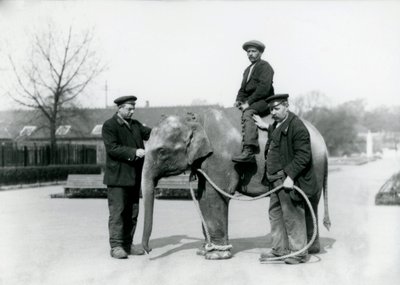 Ein indisches Babyelefant mit den Wärtern A. Church und H. Robertson im Londoner Zoo, Juni 1922 von Frederick William Bond
