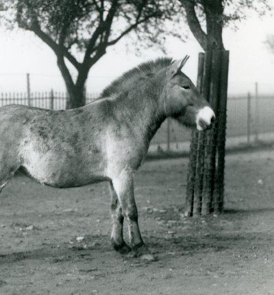 Ein gefährdetes Przewalski-Wildpferd steht in seinem Gehege im Londoner Zoo, Oktober 1927 von Frederick William Bond