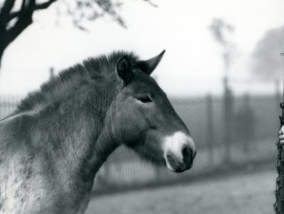 Ein gefährdetes Przewalski-Wildpferd steht in seinem Gehege im Londoner Zoo, Oktober 1927 von Frederick William Bond