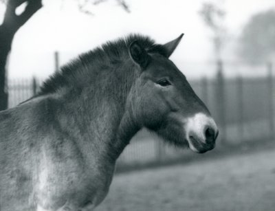 Ein gefährdetes Przewalski-Wildpferd steht in seinem Gehege im Londoner Zoo, Oktober 1927 von Frederick William Bond