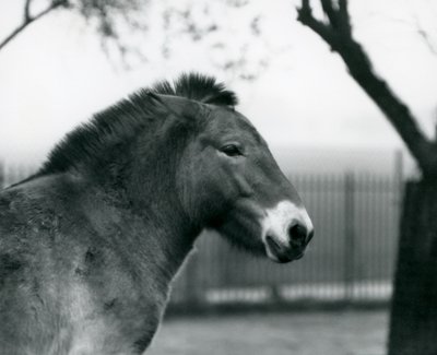 Ein gefährdetes Przewalski-Wildpferd steht in seinem Gehege im Londoner Zoo, Oktober 1927 von Frederick William Bond