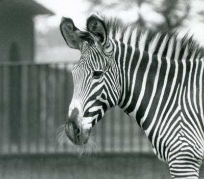 Ein weibliches/jenny gefährdetes Grevy-Zebra, Londoner Zoo, Juli 1926 von Frederick William Bond