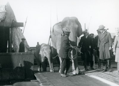 Asiatische Elefanten steigen von einem Boot auf dem Weg zum London Zoo, 1927 von Frederick William Bond