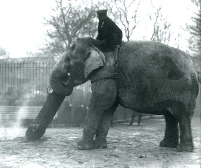 Weiblicher asiatischer Elefant, 