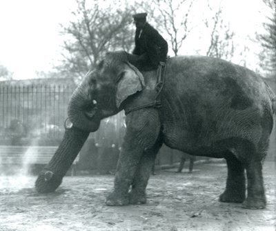 Weiblicher asiatischer Elefant, Indiarani, bewegt Holz mit ihrem Rüssel, während ihr Pfleger auf ihrem Rücken sitzt und sie dirigiert, Londoner Zoo, 1925 von Frederick William Bond