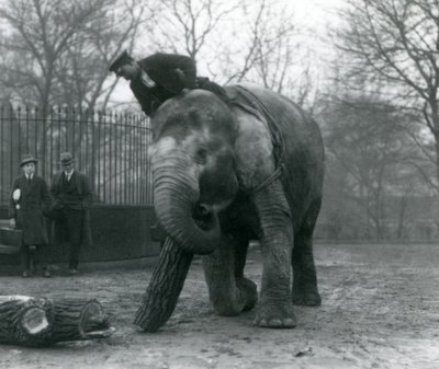 Weiblicher asiatischer Elefant, Indiarani, bewegt Holz mit ihrem Rüssel, während ihr Wärter auf ihrem Rücken sitzt und sie dirigiert und zwei andere Personen zuschauen, London Zoo, 1925 von Frederick William Bond